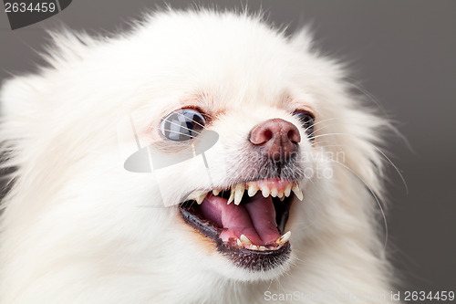 Image of White pomeranian dog barking