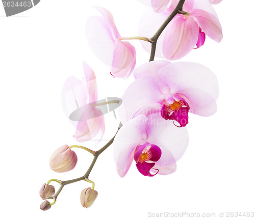 Image of White orchid flower
