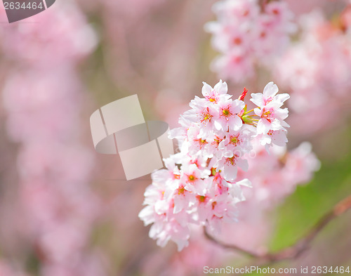 Image of Sakura
