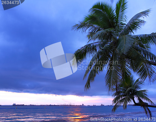 Image of Palm tree and seascape