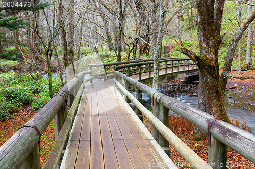 Image of Wooden pathway in forest