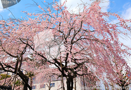 Image of Sakura tree