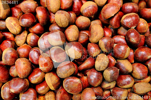 Image of Chestnut 