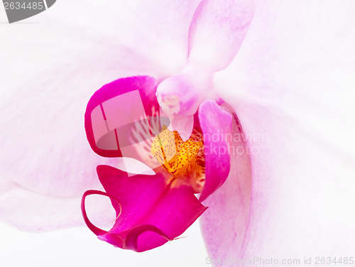 Image of White Orchid flowers