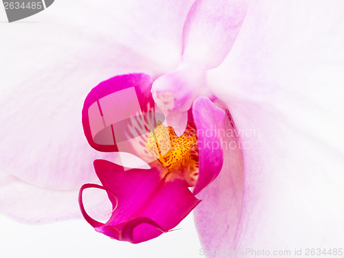 Image of White Orchid flowers