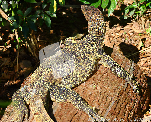 Image of Giant Plated Lizard 