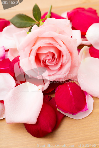 Image of Pink Rose with petal besides