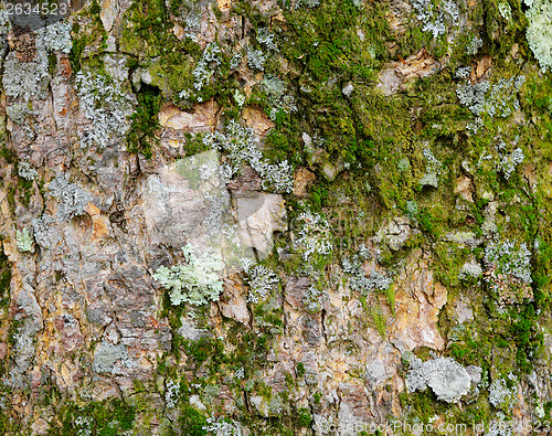 Image of Lichen