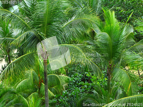 Image of Palm trees forest