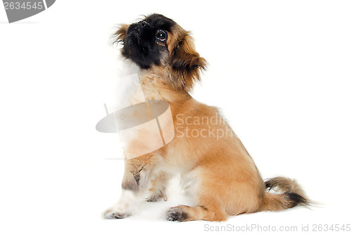 Image of Puppy dog sitting on white background