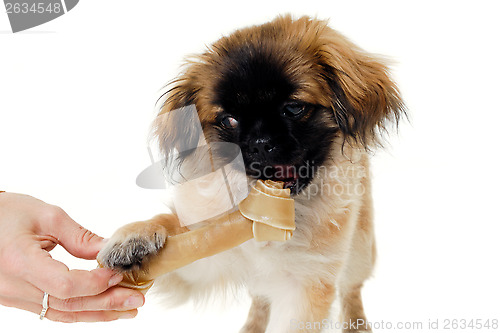 Image of Dog eating bone