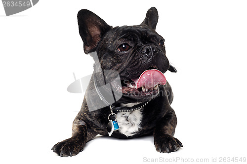 Image of French Bulldog dog on white background