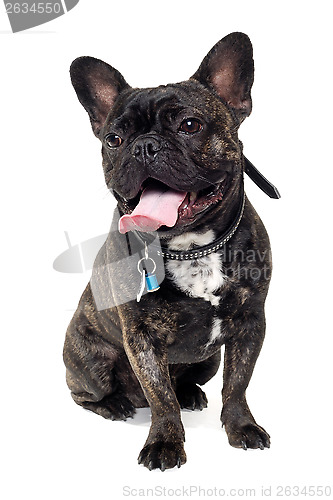 Image of French Bulldog dog on white background