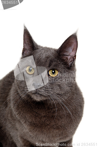Image of Face of gray cat on white background