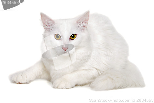 Image of White cat is resting on a clean white background