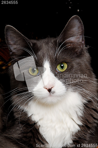 Image of Face of a gray and white cat