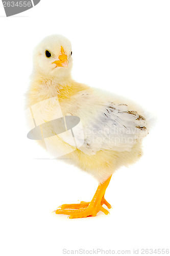 Image of Angry chicken