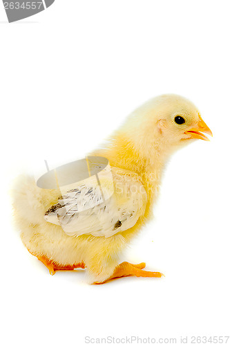 Image of Chicken baby