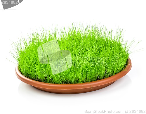 Image of Green grass isolated on white background