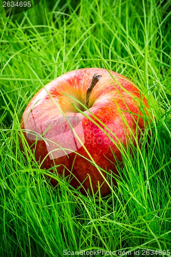 Image of Apple on the grass