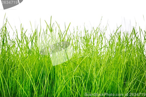 Image of Green grass isolated on white background