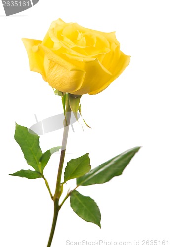 Image of yellow rose