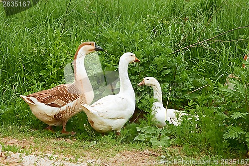 Image of Two geese and goose on the meadow