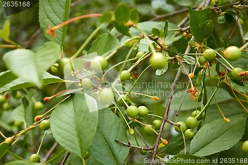 Image of Green fruit of cherry tree moved
