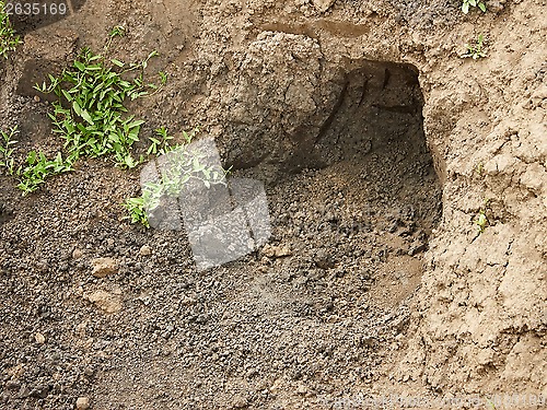 Image of Niche in the clay soil