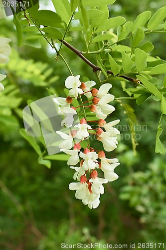 Image of Flowering acacia inflorescence 