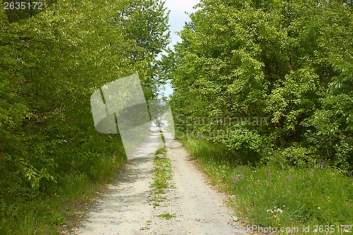 Image of Rural road between trees