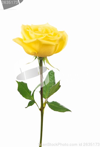 Image of yellow rose