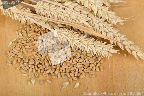 Image of pile of organic whole grain wheat kernels and ears