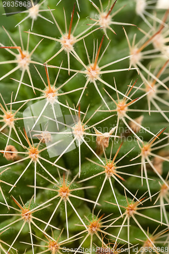 Image of Quills and prickly cactus spines 