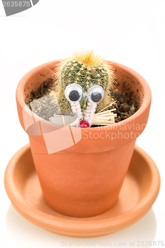 Image of Cactus plant in flower pot isolated on white