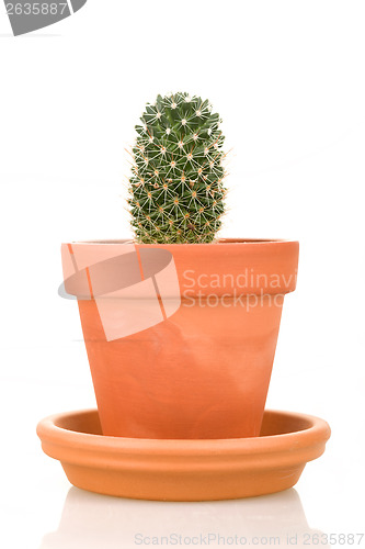 Image of Cactus plant in flower pot isolated on white