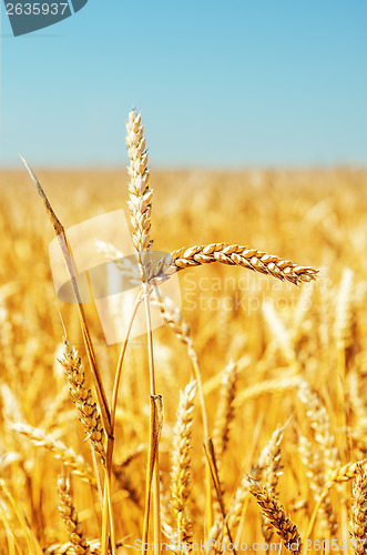 Image of gold harvest close up