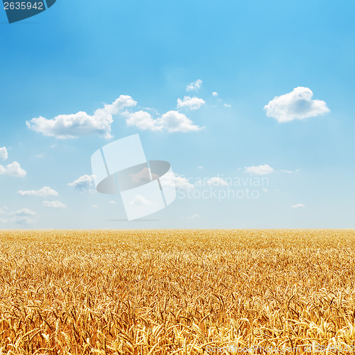 Image of field with golden harvest and cloudy sky