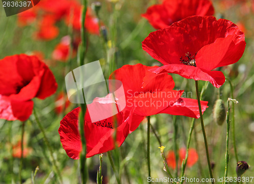 Image of Poppies on a green field 
