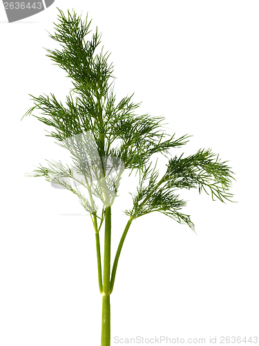 Image of Green dill weed