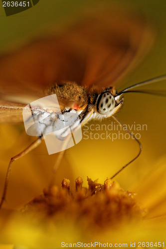 Image of Orange butterfly