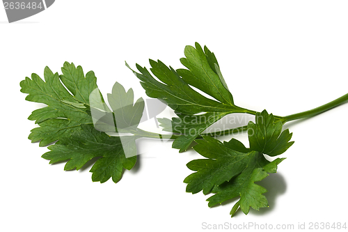 Image of Green parsley leaf