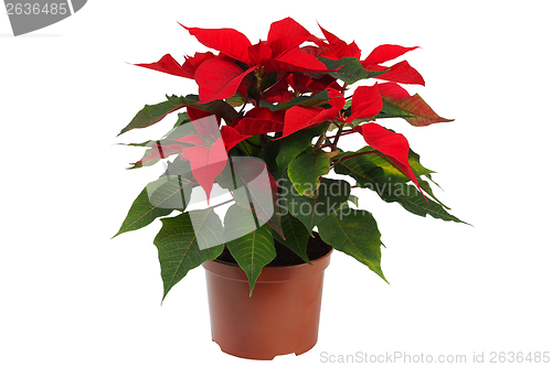 Image of Christmas Star Flower, Poinsettia