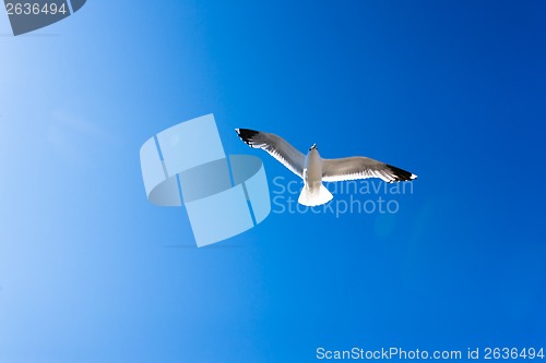 Image of White seagull soaring in the blue sky