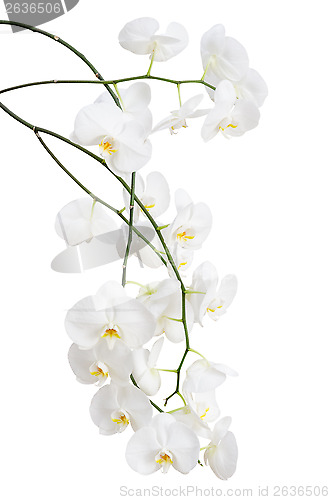 Image of Long branches of beautiful white orchid flowers