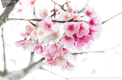 Image of Sakura ( Cherry Blossom)