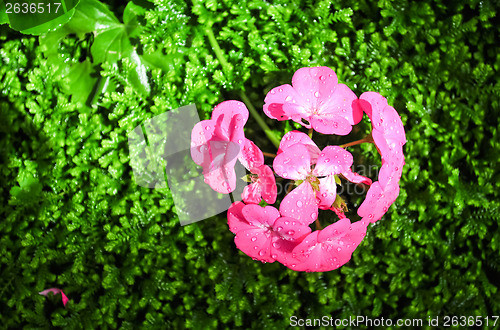 Image of Pink Begonia Flower