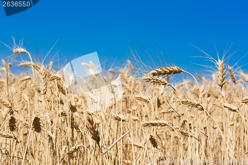 Image of Wheat field