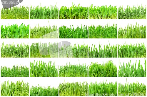 Image of Green grass