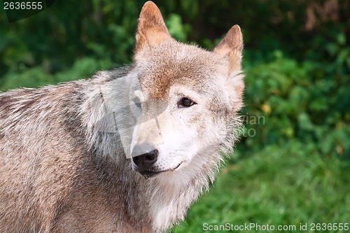 Image of Wolf